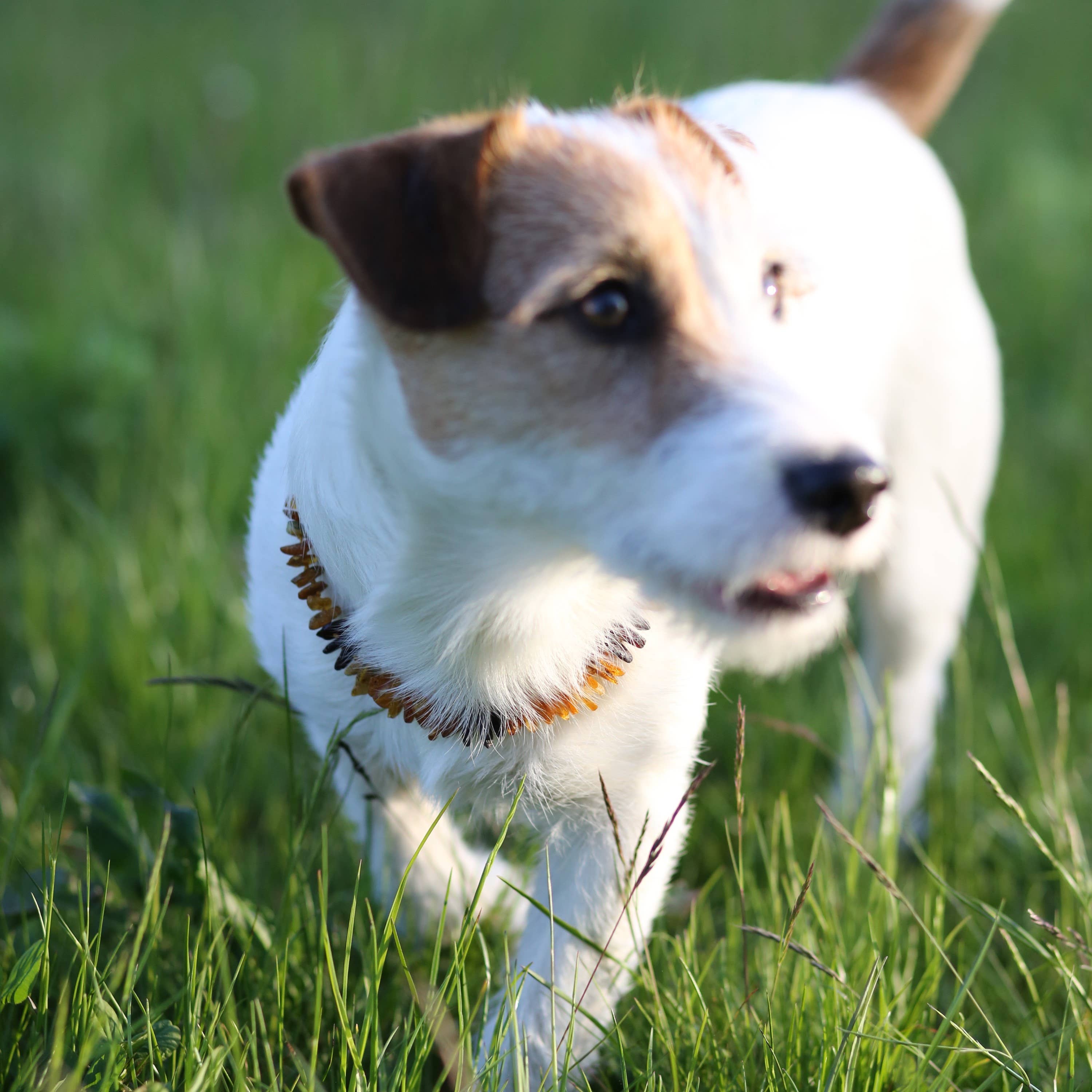 Cherry & Cognac & Honey Meripihkakaulapanta