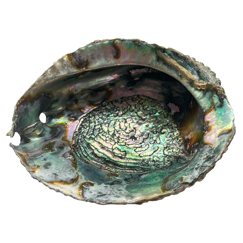 Abalone Shell