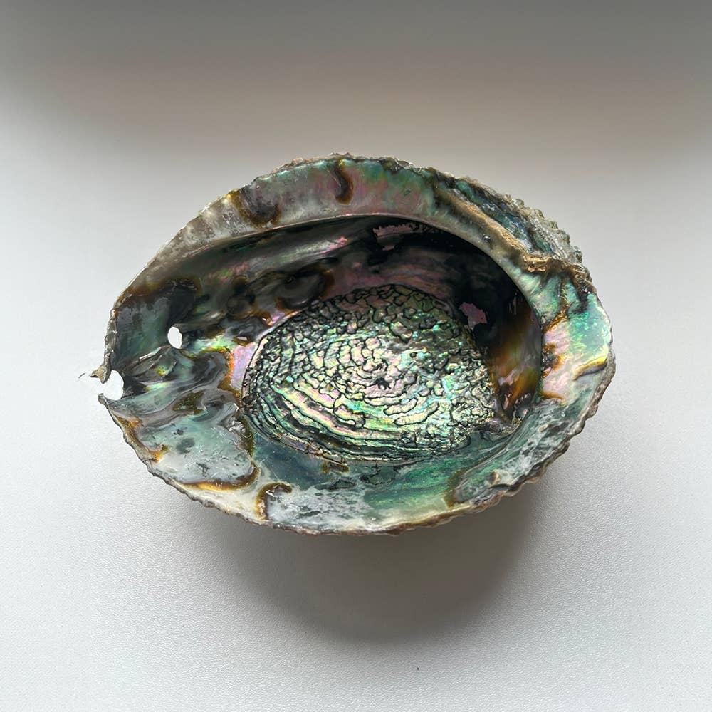Abalone Shell