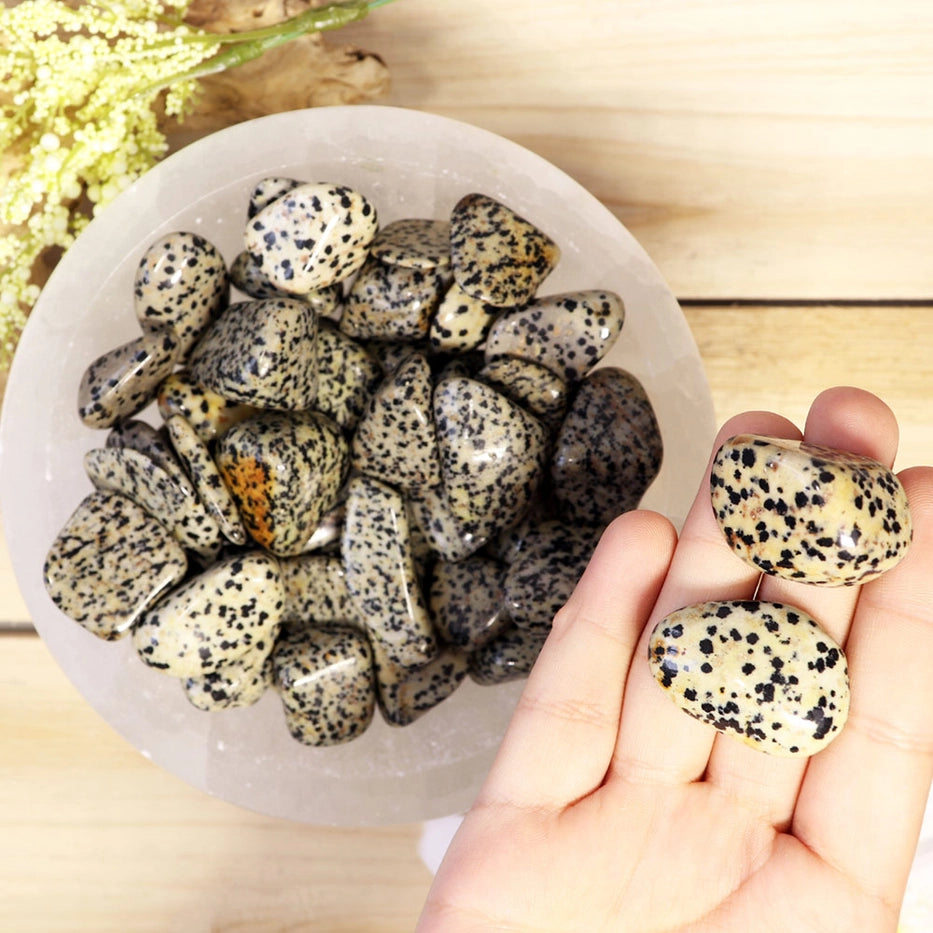 Rumpuhiottu Dalmatian Jaspis