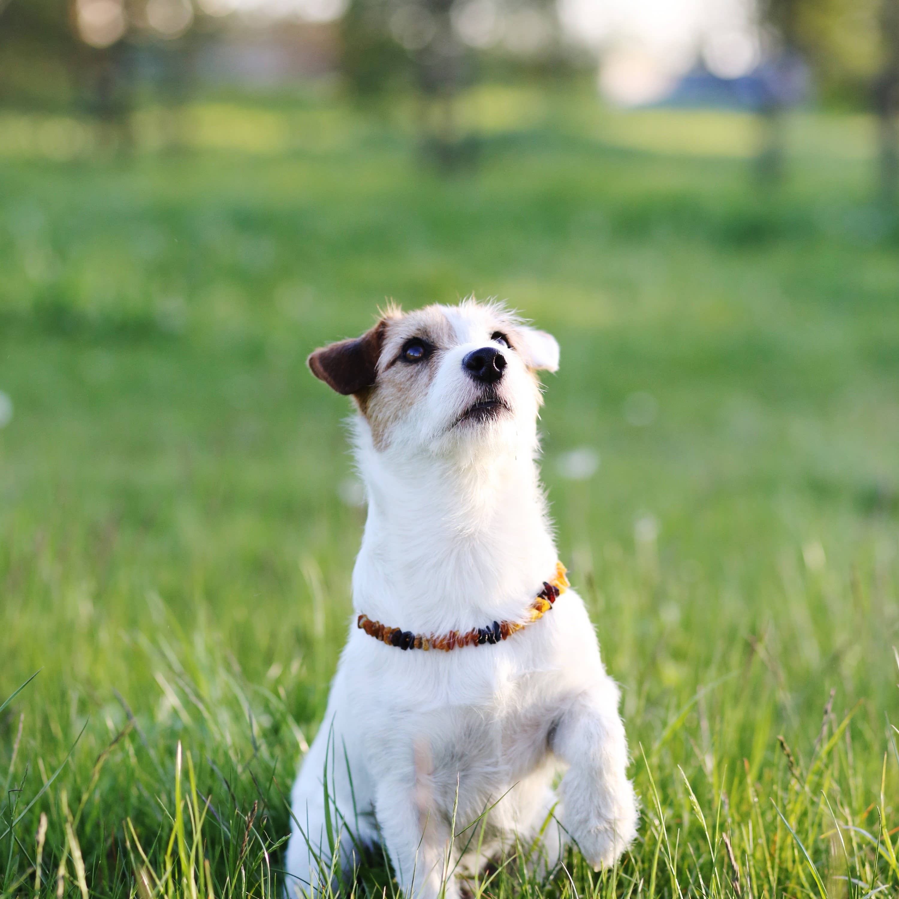 Meripihka-kaulakoru kissoille ja koirille