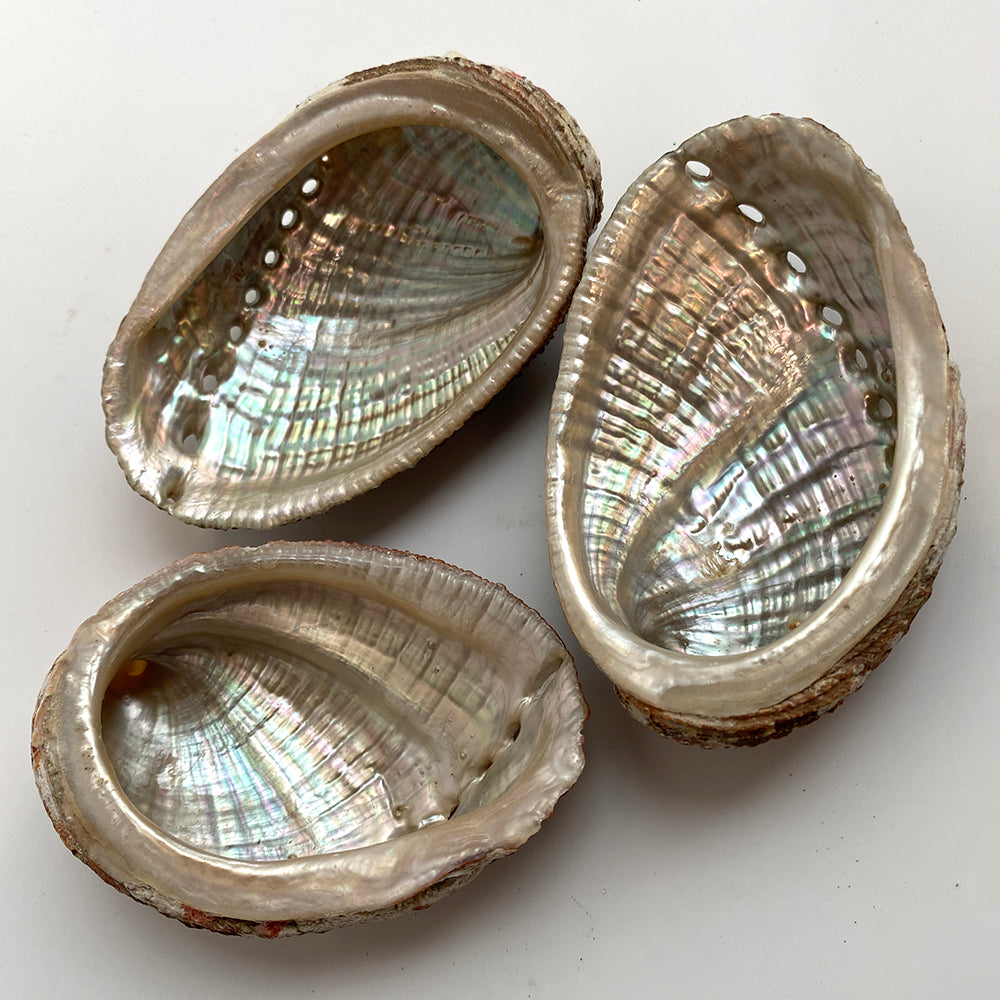 Abalone kotilokuori 5-8cm