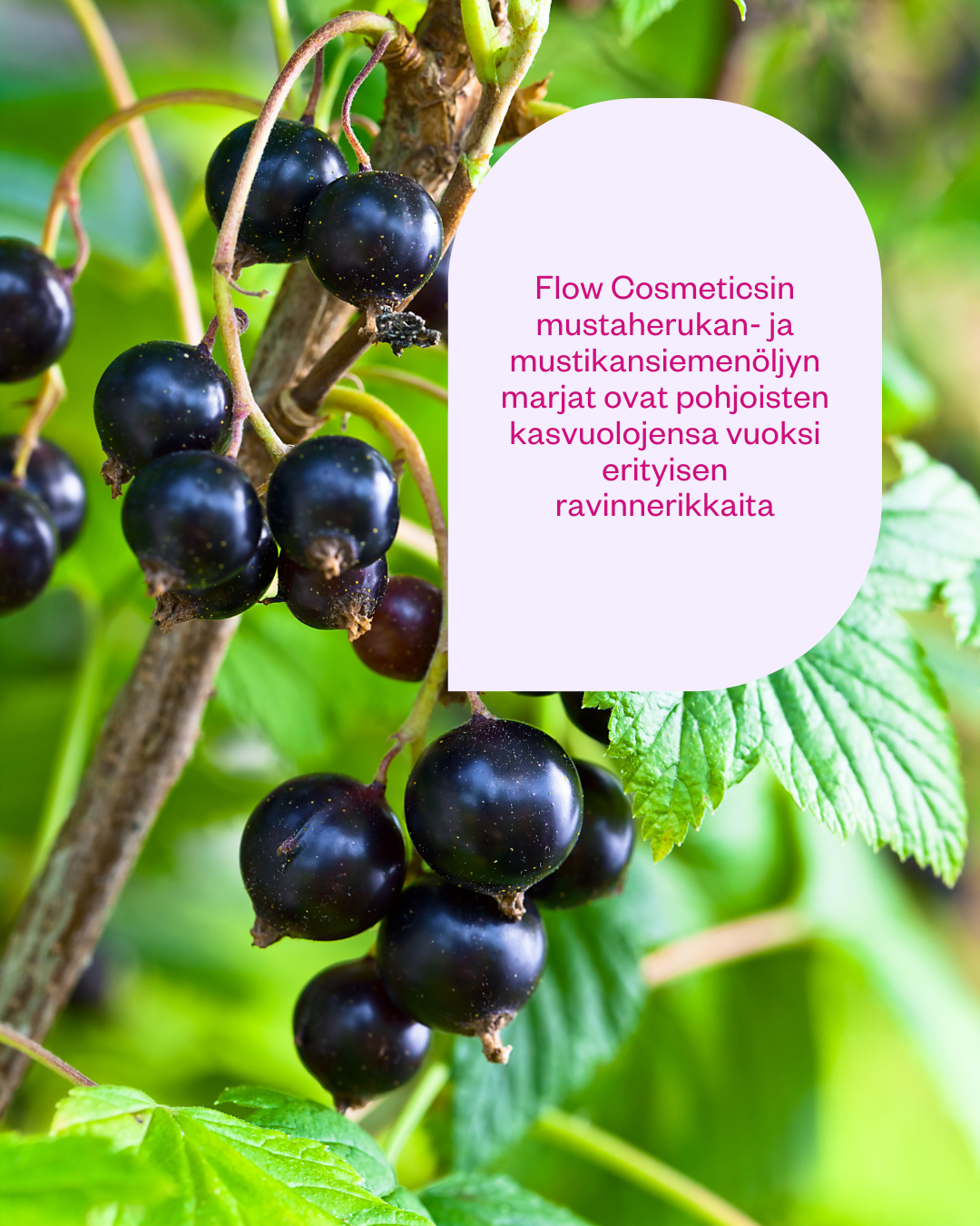 Flow Balm to Milk Cleanser 120ml (lasipurkki)