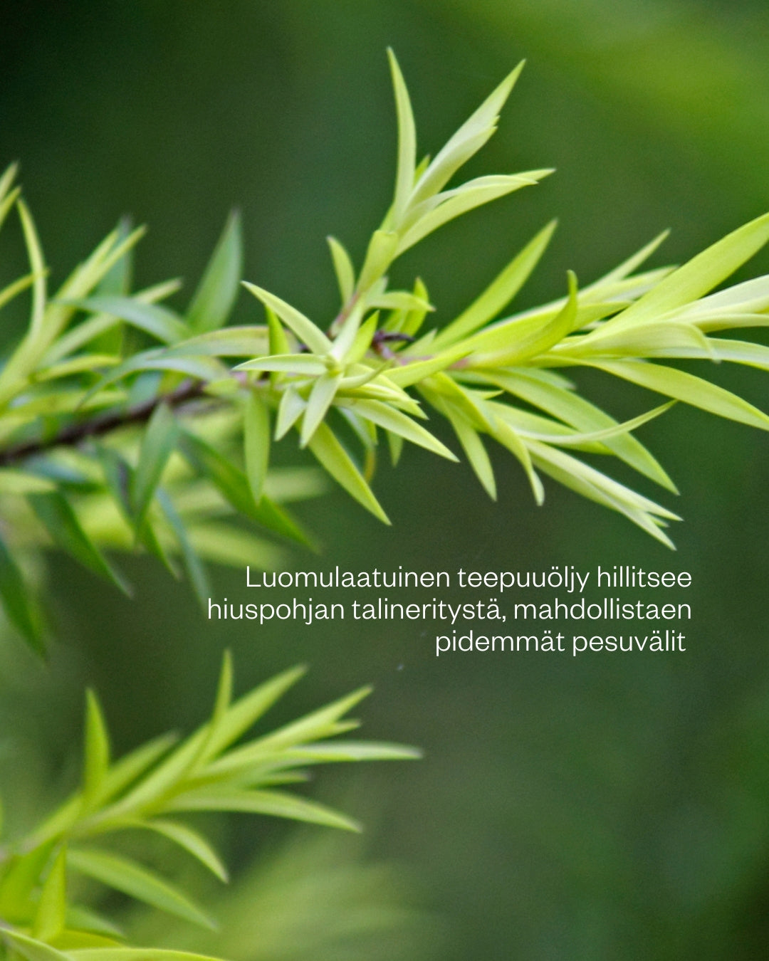 Flow Tea Tree Schampo Soap Bar 120g