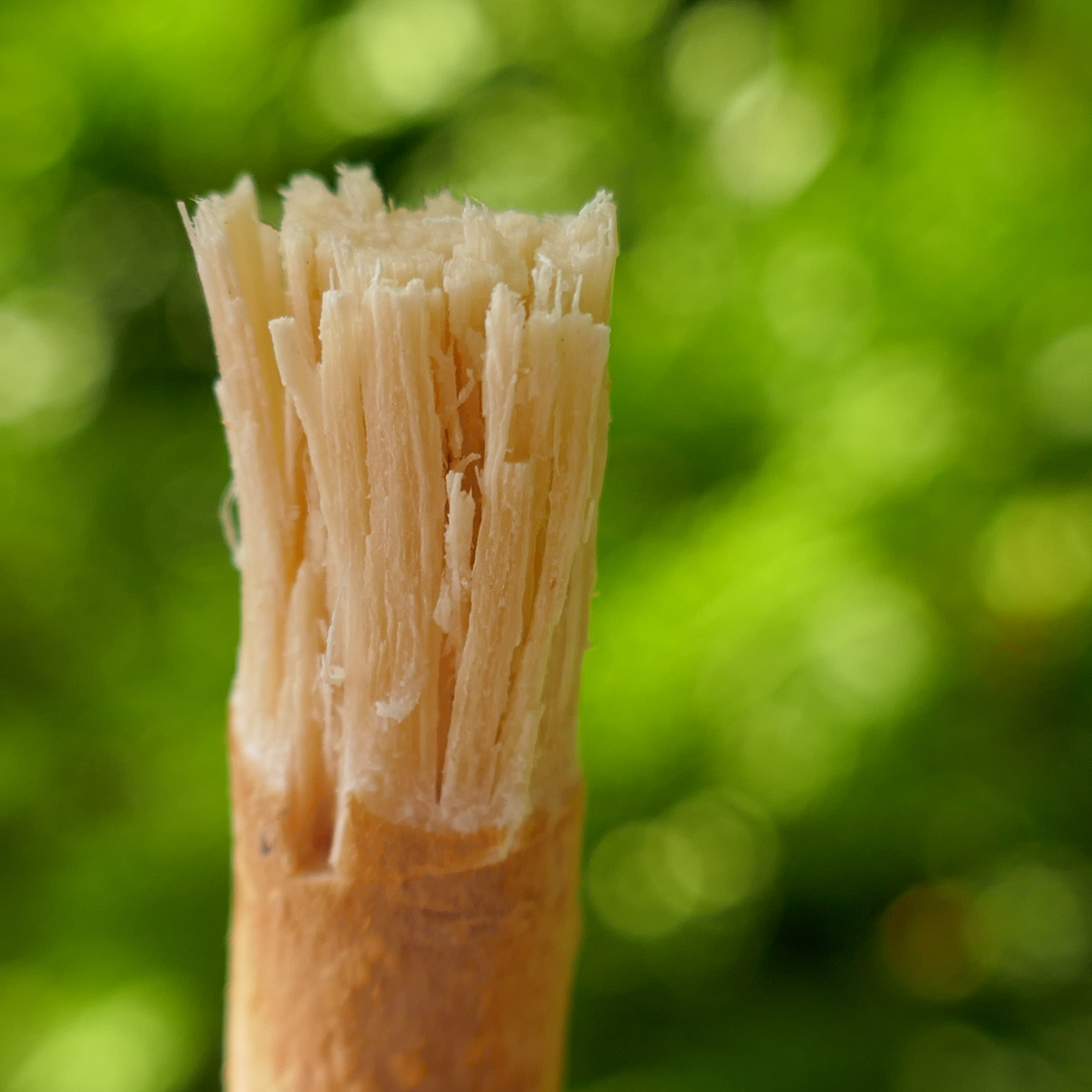 Miswak + suojakotelo