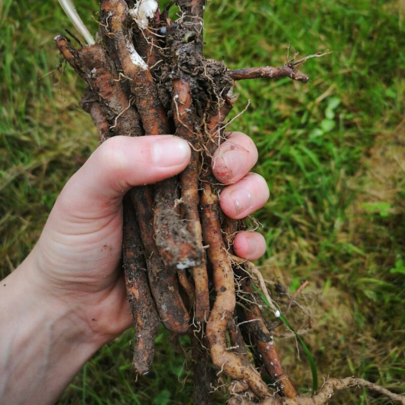 Yrttipaja Voikukanjuuri jauhe 35g