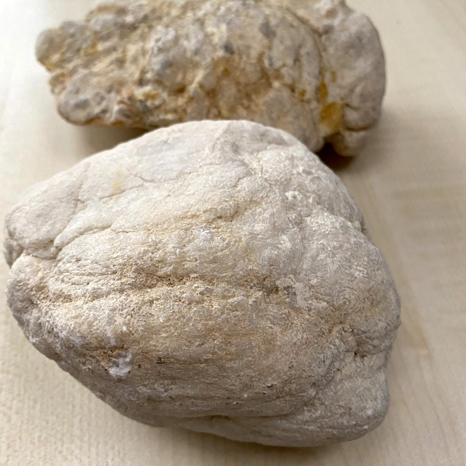 Geodi, keskikoko 5-6cm